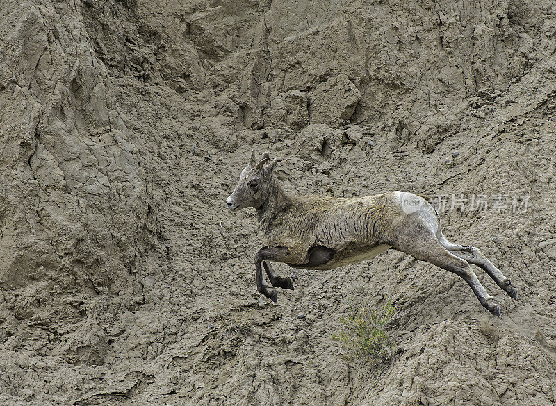 大角羊(Ovis canadensis)是一种原产于北美的绵羊，在怀俄明州的黄石国家公园发现。在几乎垂直的岩壁上行走和跳跃。